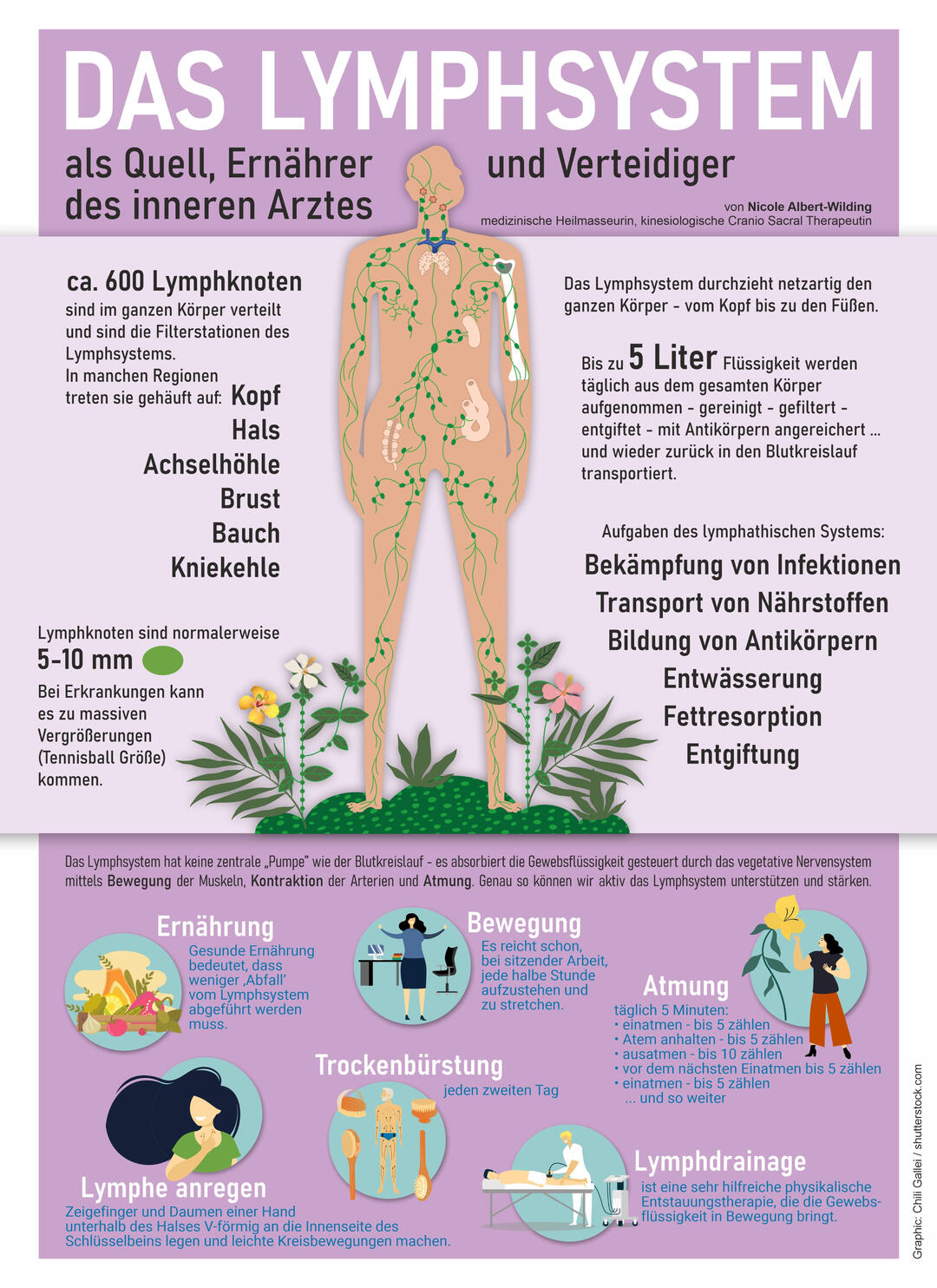Das Lymphsystem – Infographic von Nicole Albert, Graphic und Gestaltung: Chili Gallei
